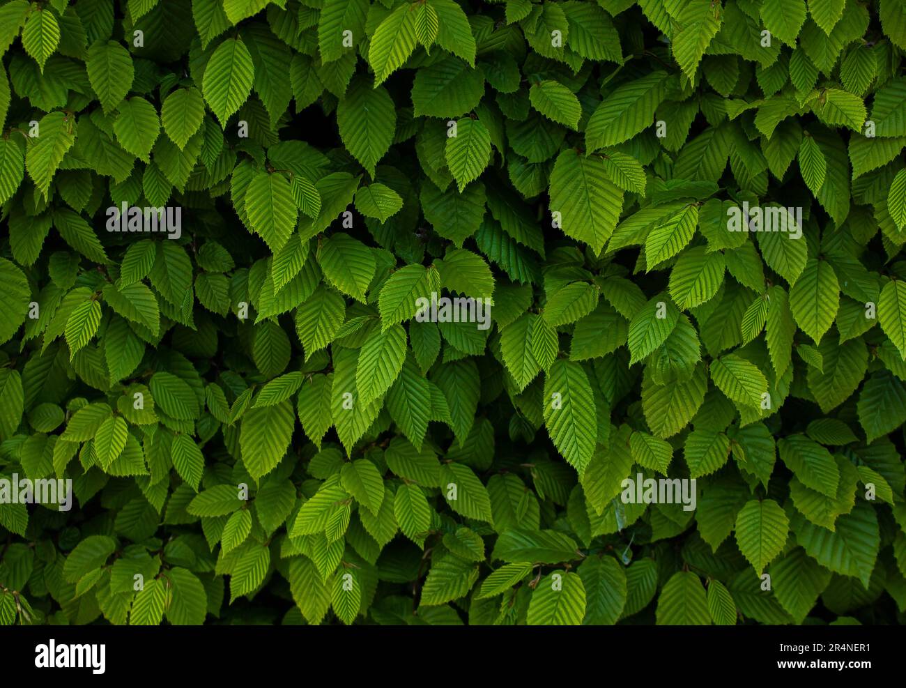 Ulmus pumila celer leaves, European hornbeam or carpinus betulus in the garden. Green leaf pattern with sunlight, Nature texture or background. Stock Photo
