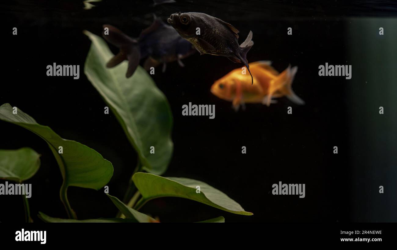 Aquarium fish in dark background with green plants Stock Photo Alamy