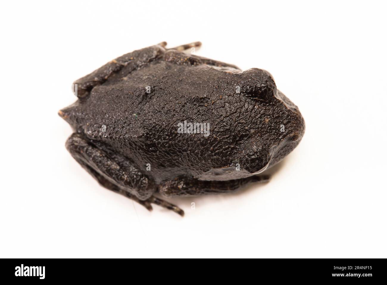 Hasselt's toad, Java spadefoot toad, Hasselt's litter frog ...