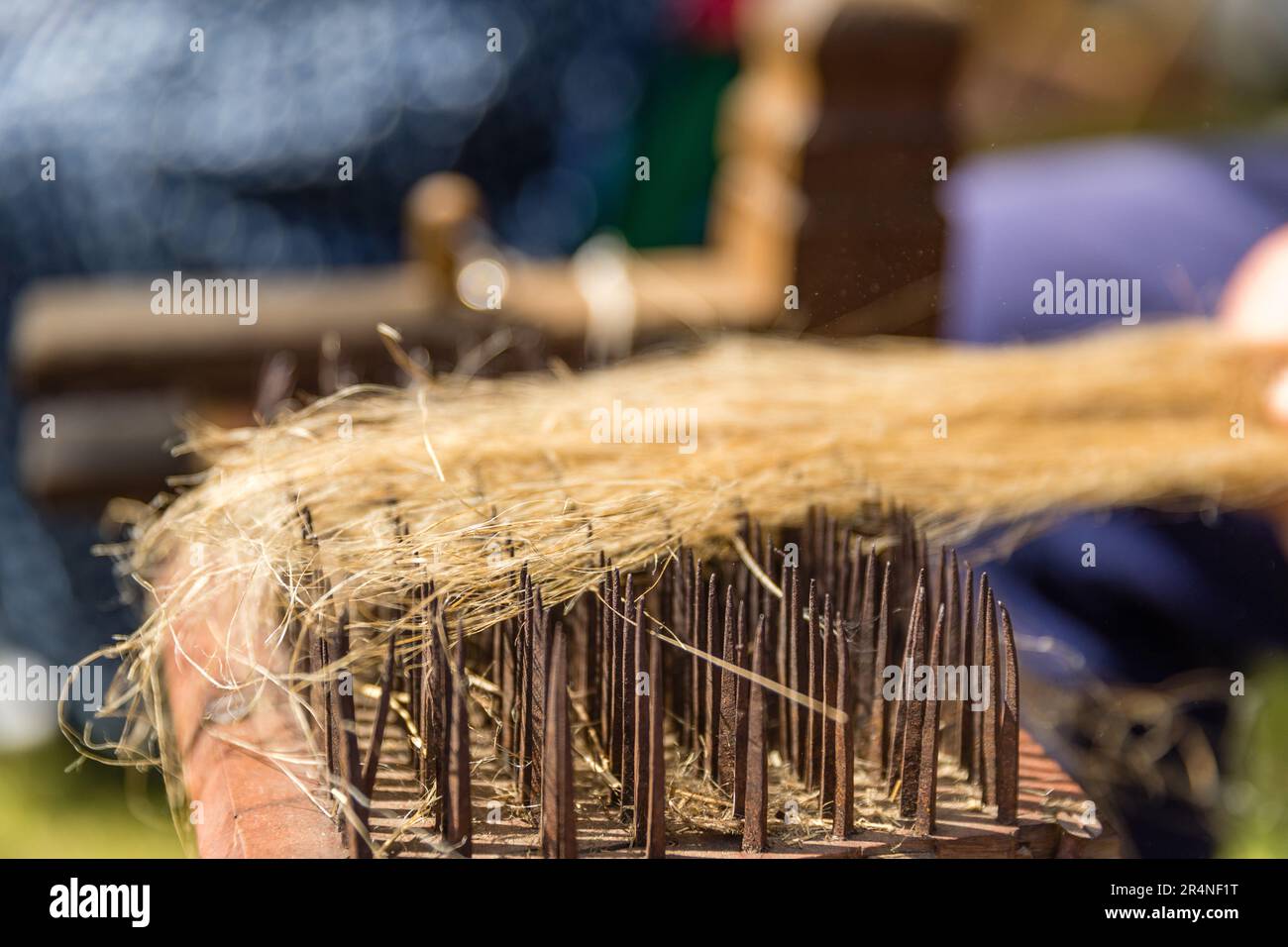 Spinning Rake Straupitz, Germany. 29th May, 2023. A man combs flax fibers over a ...
