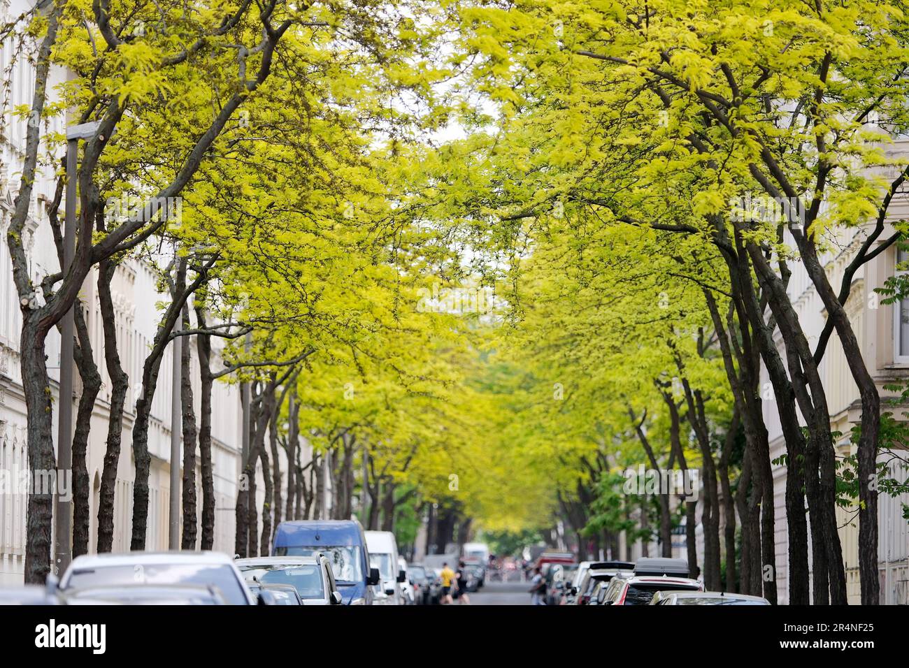 Leipzig, Germany. 29th May, 2023. Fresh green of the young shoots of gleditschias on a street in the east of the city. They are also called leather pod trees and are planted as street trees in cities because of their heat tolerance. Credit: Sebastian Willnow/dpa/Alamy Live News Stock Photo