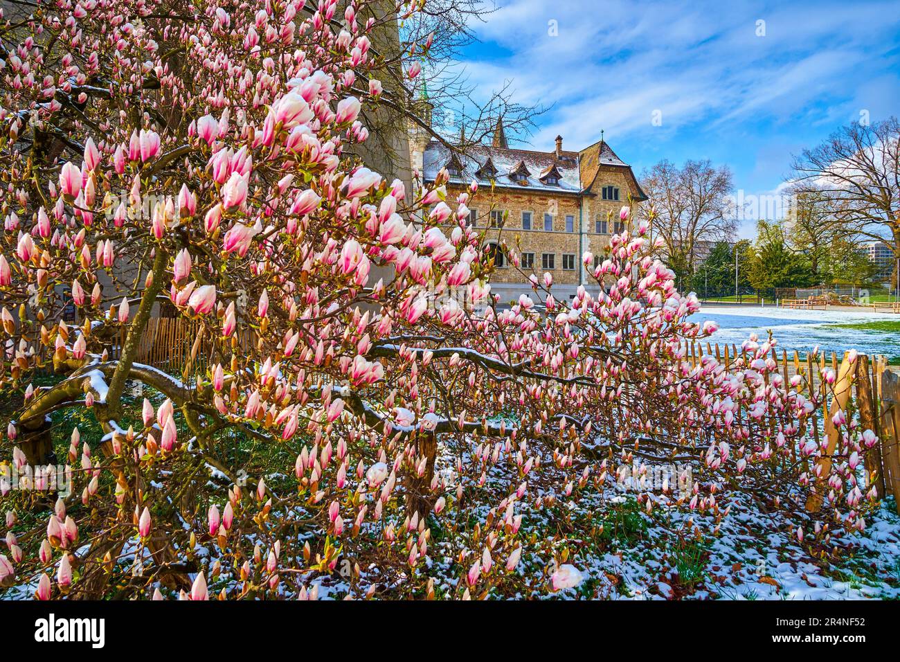 Blooming magnolia liliiflora flowers in Platzspitz park at Swiss