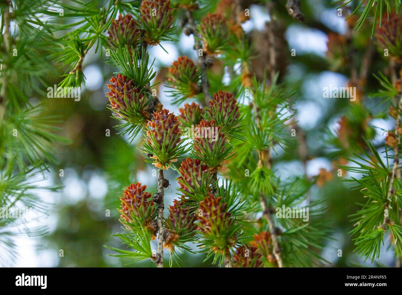 Larch tree fresh cones on nature background. Branches with young needles European larch Larix decidua. Bright green fluffy branches with cones of larc Stock Photo