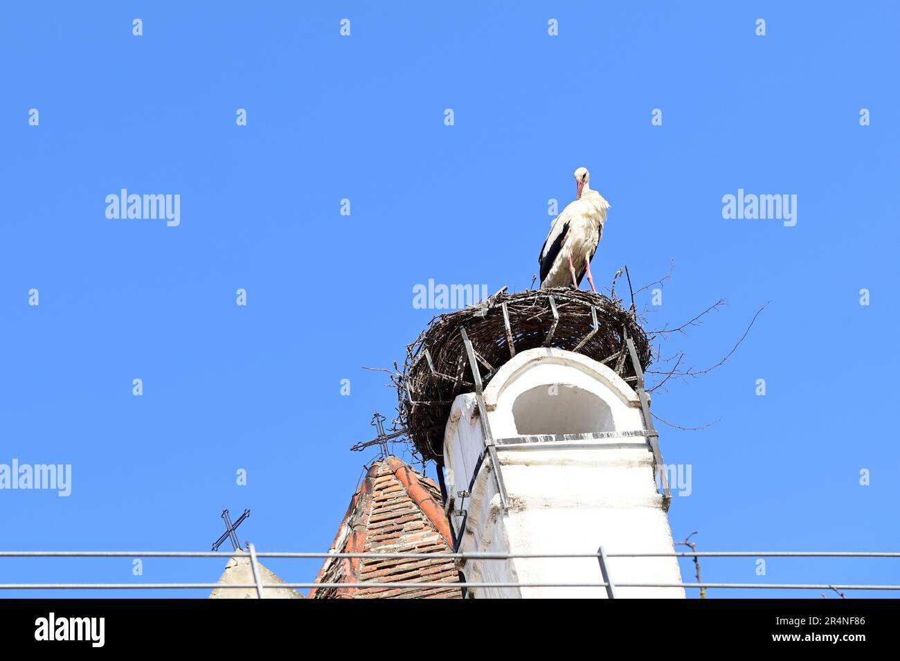 Rust, Burgenland, Austria. White storks (Ciconia ciconia) in Rust Stock Photo