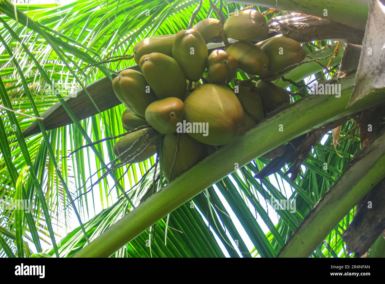 Fruits of a tropical tree hi-res stock photography and images - Alamy