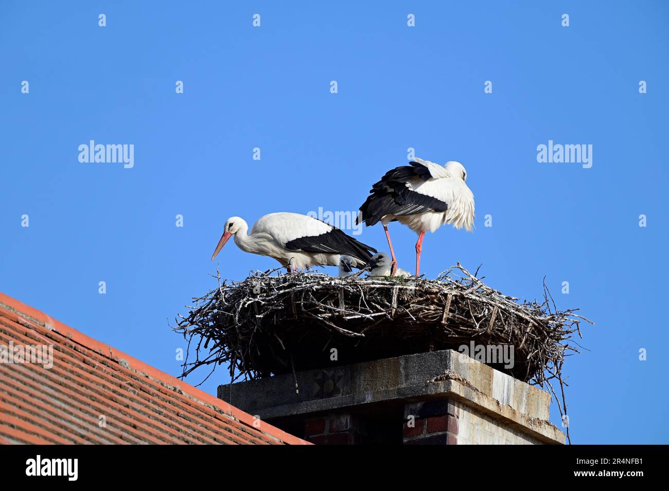 Rust, Burgenland, Austria. White storks (Ciconia ciconia) in Rust Stock ...