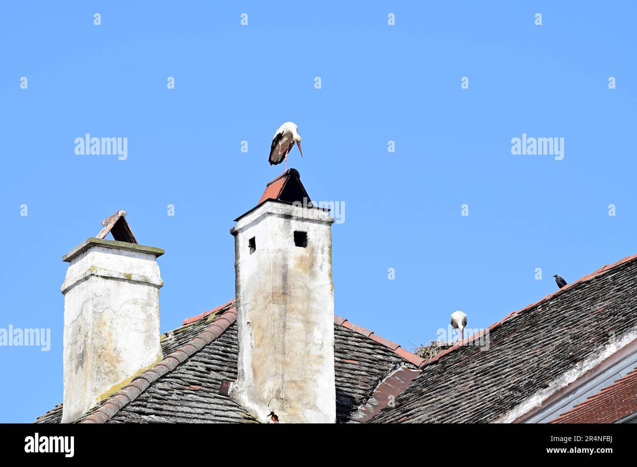 Rust, Burgenland, Austria. White storks (Ciconia ciconia) in Rust Stock Photo