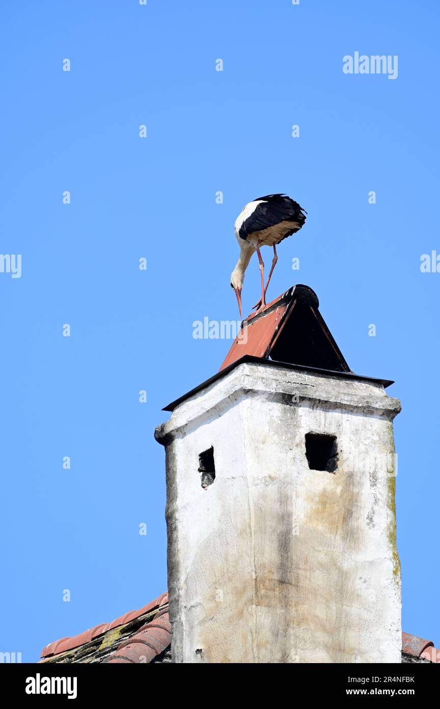 Rust, Burgenland, Austria. White stork (Ciconia ciconia) in Rust Stock Photo