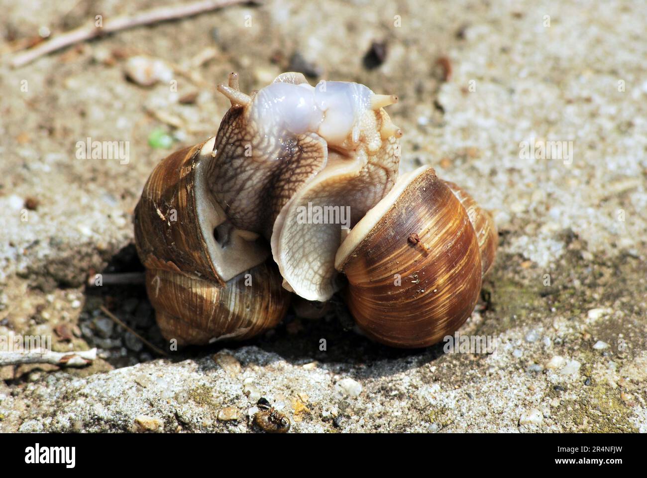 Reproduction of the snails Stock Photo Alamy
