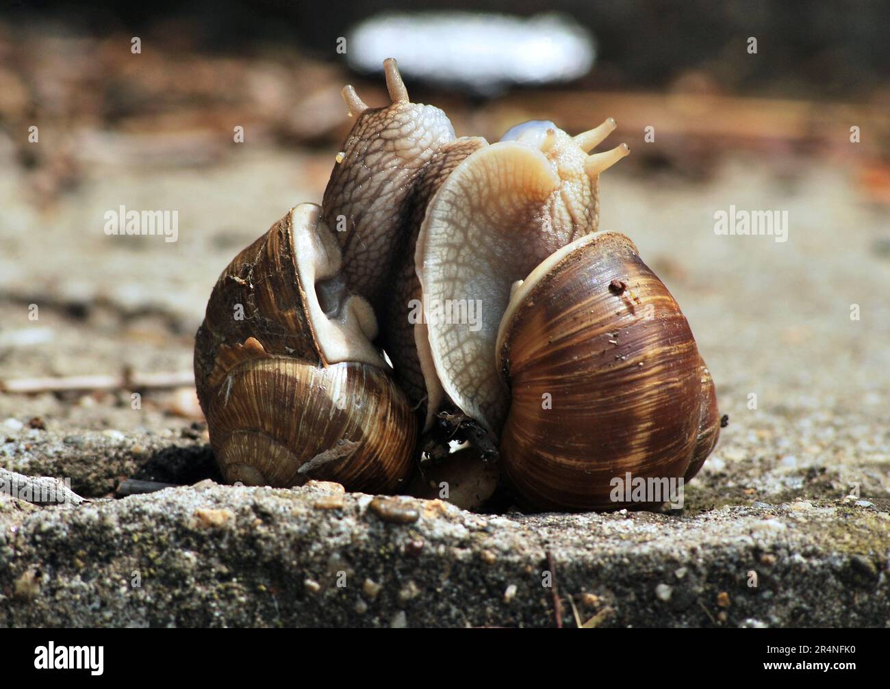 Reproduction of the snails Stock Photo Alamy
