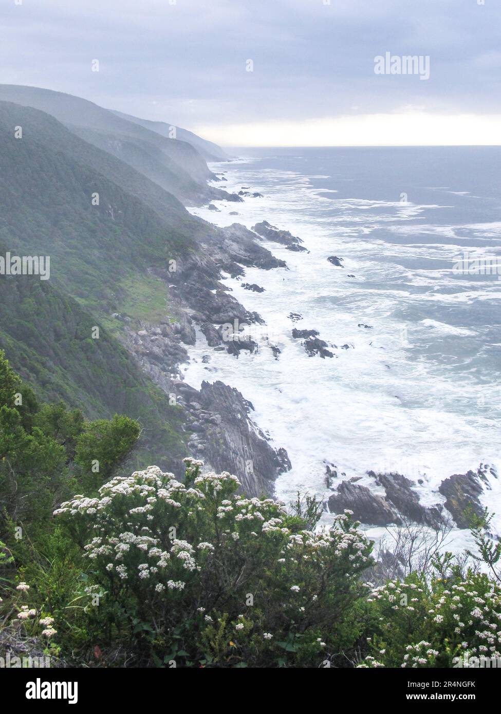Looking down the mountainous Tsitsikamma Coastline, South Africa, on a cold overcast and misty day, with white Erica Philica in the fore ground Stock Photo
