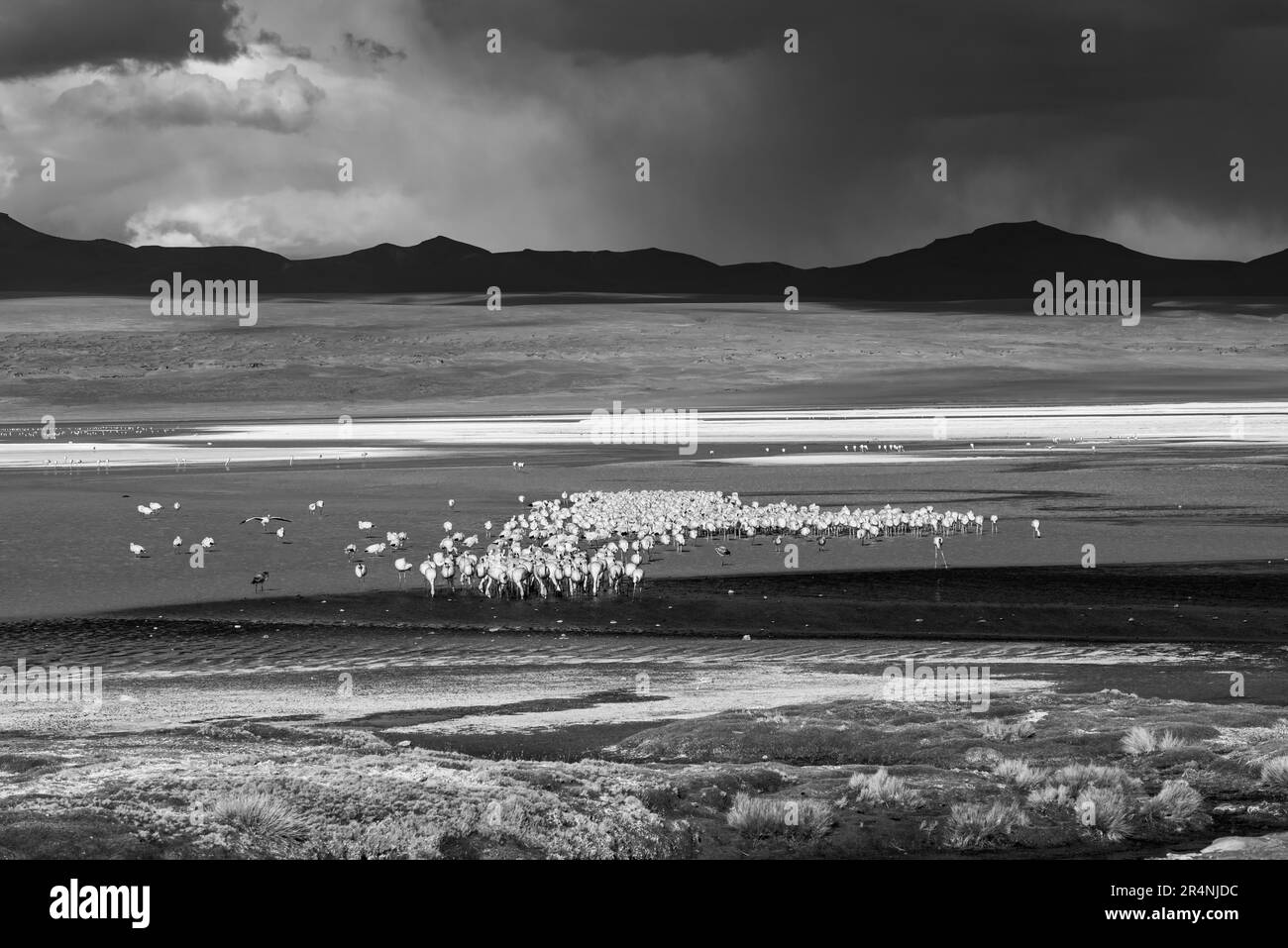 Black and white photo of flamingoes flock in the bolivian plateau Stock Photo