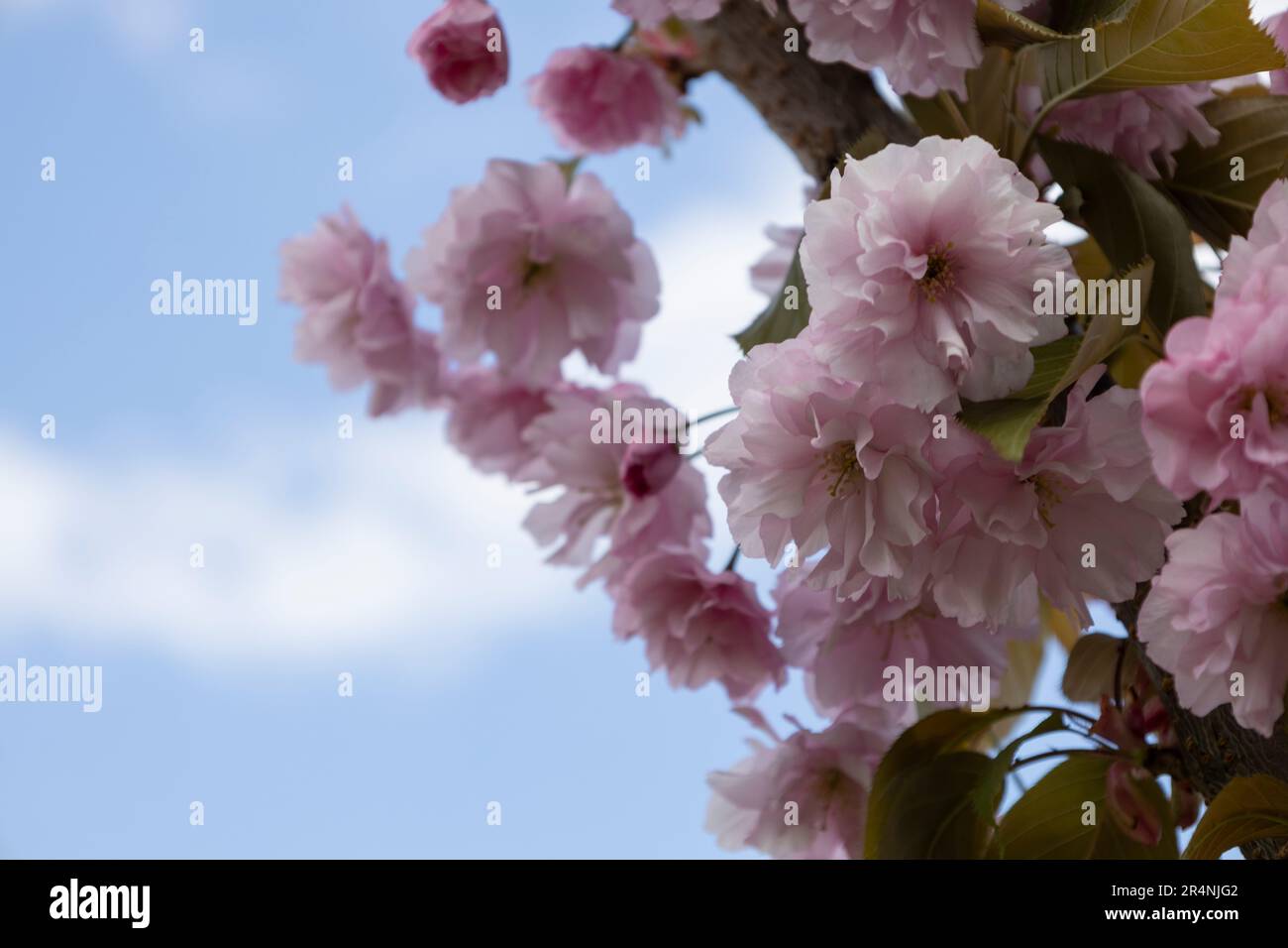The beautiful spring pink sakura flowers against background. The blooming sakura flowers on branch. Stock Photo