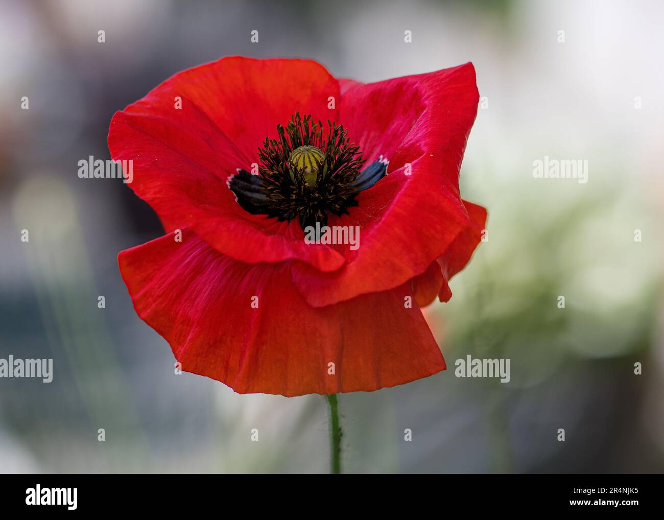 Red Poppy: Nature's artistry at its finest. Stock Photo