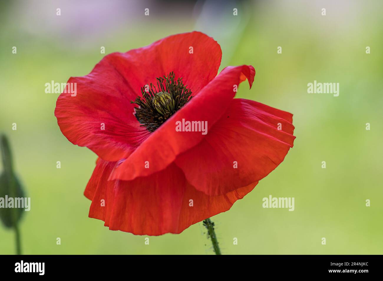 Red Poppy: Nature's artistry at its finest. Stock Photo