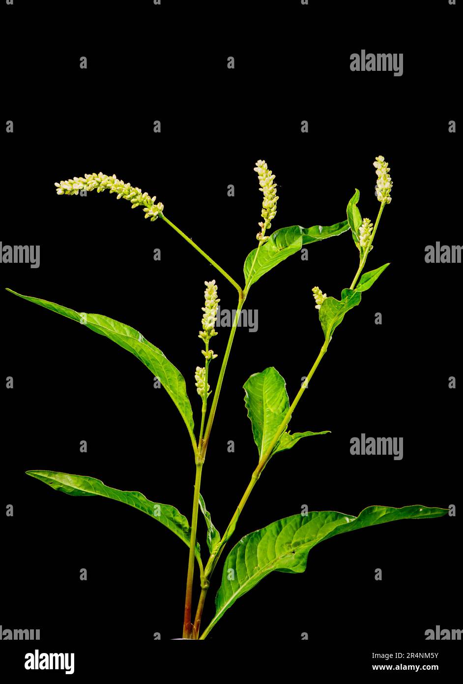 Stem with chicks and leaves of a sorrel knotweed (Persicaria lapathifolia) isolated on a black background Stock Photo