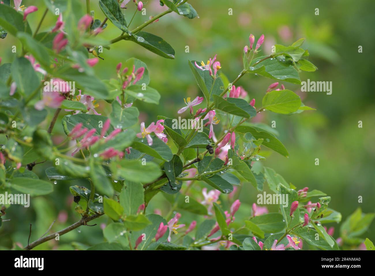 flowering shrub Lonicera tatarica or Tatarian honeysuckle in spring Stock Photo