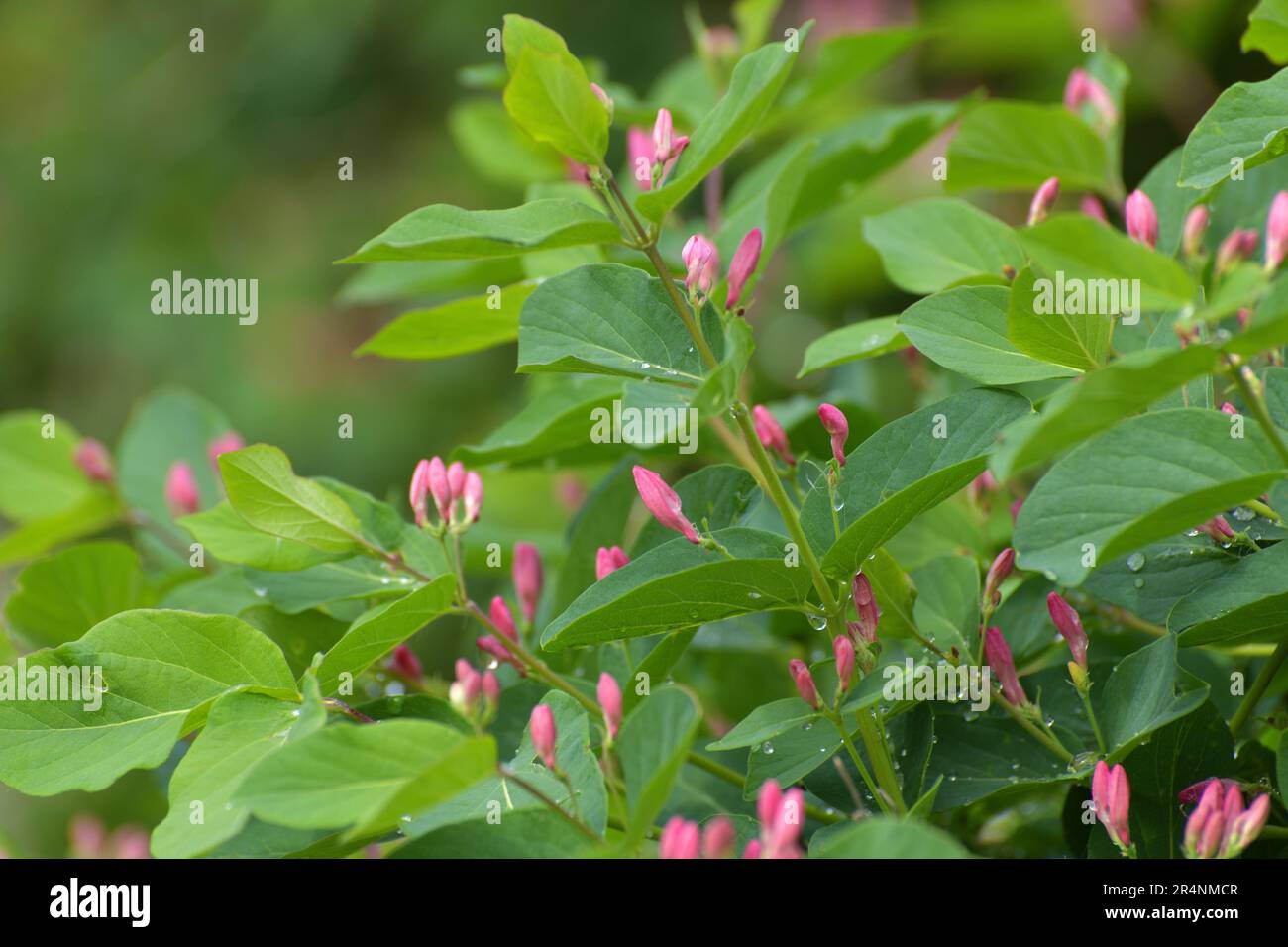 flowering shrub Lonicera tatarica or Tatarian honeysuckle in spring Stock Photo