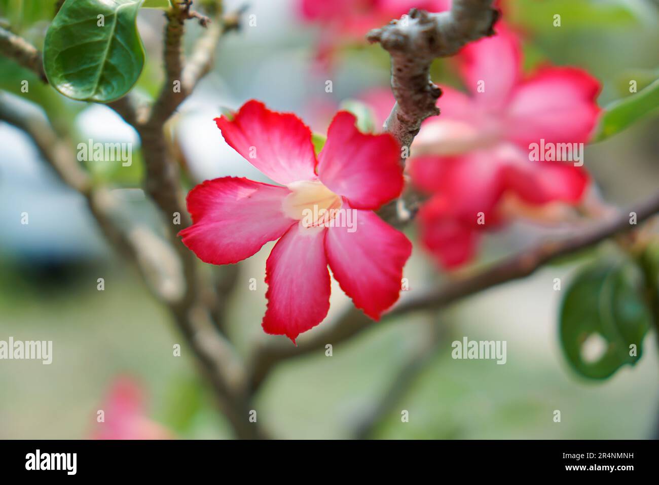 Adenium obesum flowers blooming hi-res stock photography and images - Alamy