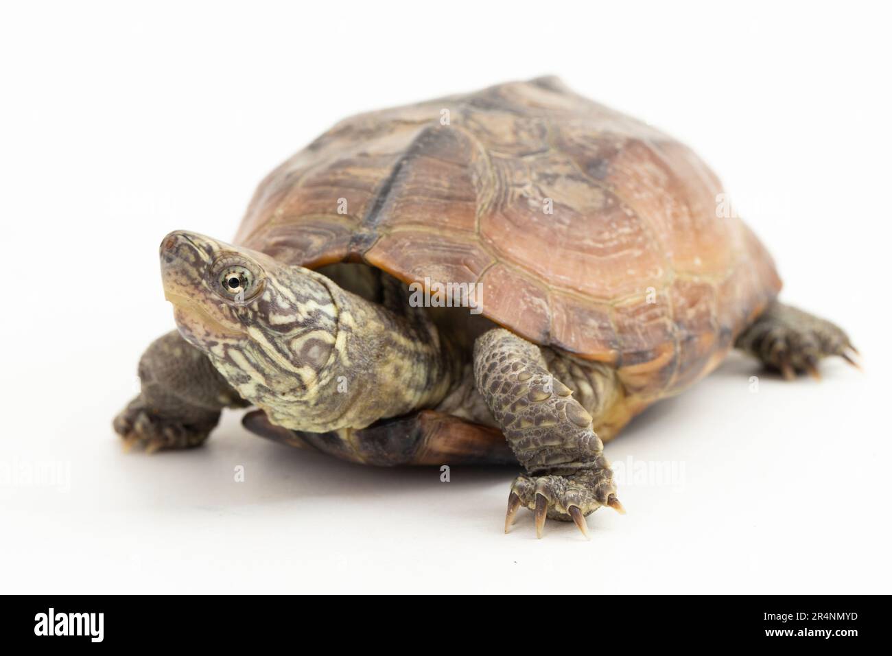 The razor-backed musk turtle (Sternotherus carinatus) isolated on white background Stock Photo