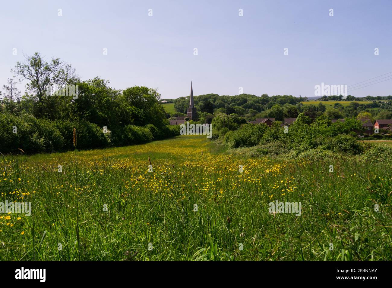 View over buttercup field towards St Peter's Church Peterchurch Herefordshire England UK on a lovely May Day Stock Photo