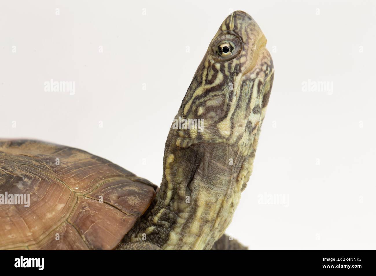 The razorbacked musk turtle (Sternotherus carinatus) isolated on white background Stock Photo