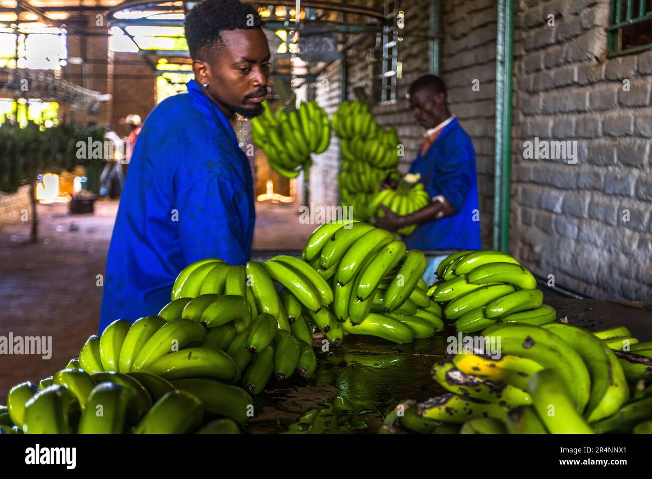 Workers in the Nature's Gift Bananas warehouse. The bananas are immersed in a chlorine bath to protect them from pests. Banana plantation at Kumbali Country Lodge in Lilongwe, Malawi Stock Photo