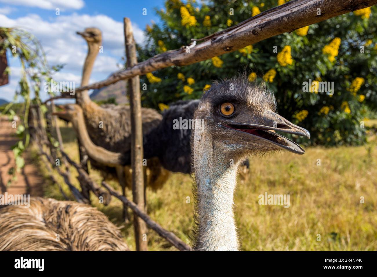 Emu (Dromaius novaehollandiae) and ostrich (Struthio camelus). R & L Game Ranch, Mwenda, Malawi Stock Photo