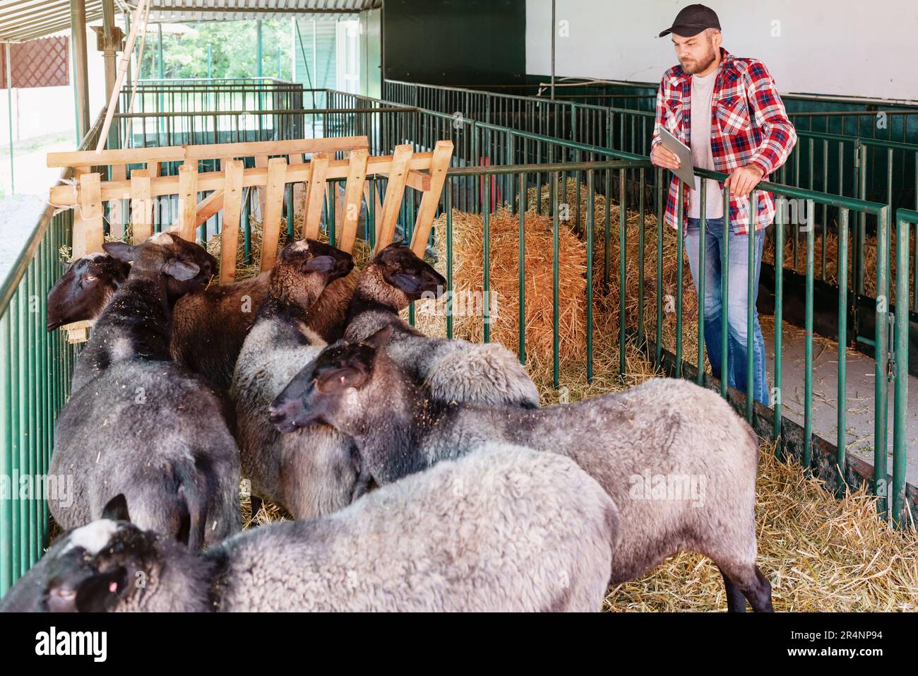 Livestock breeder with digital tablet and sheep in paddock at farm. Stock Photo