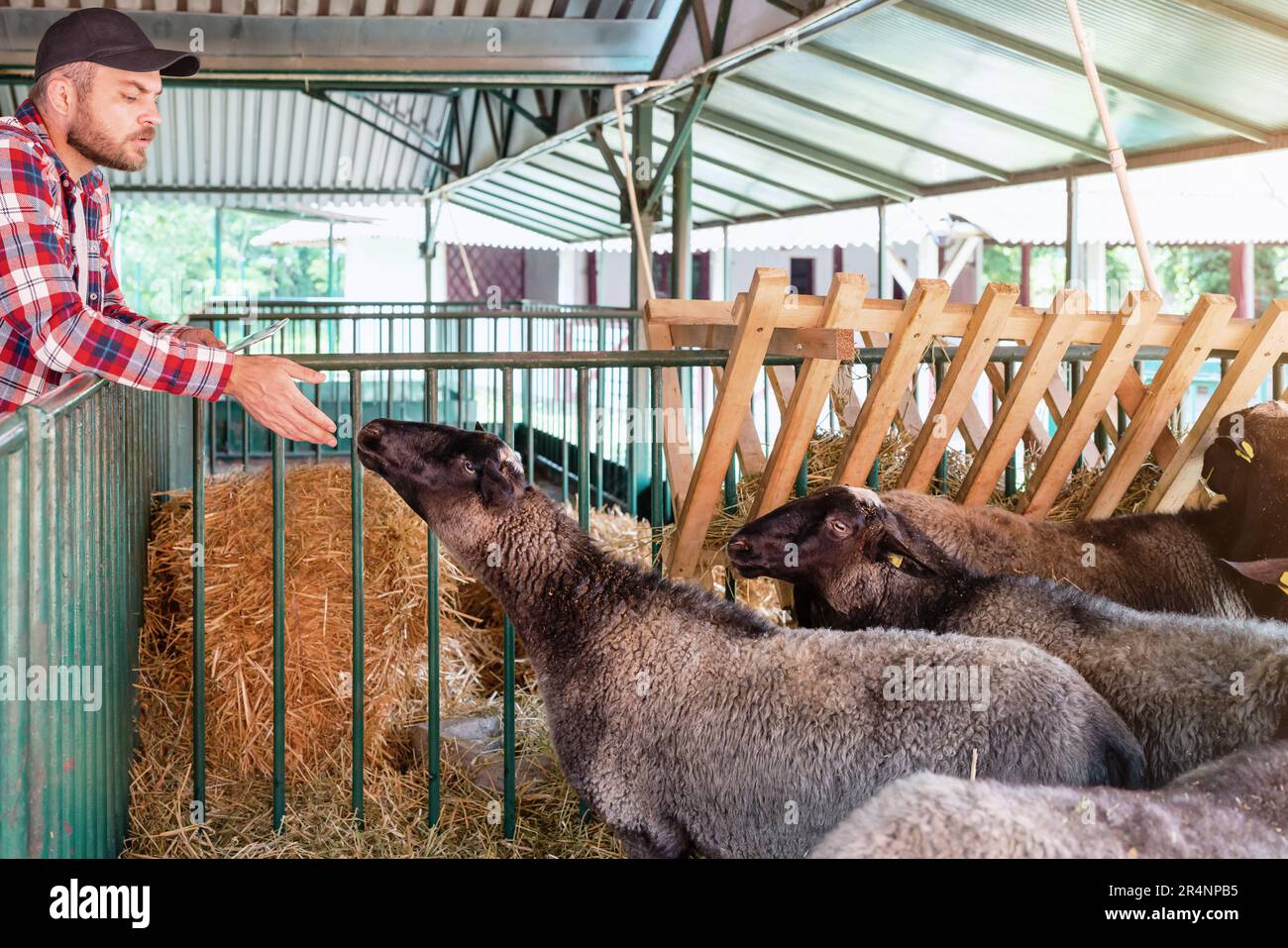 Livestock breeder and sheep in paddock at farm. Stock Photo
