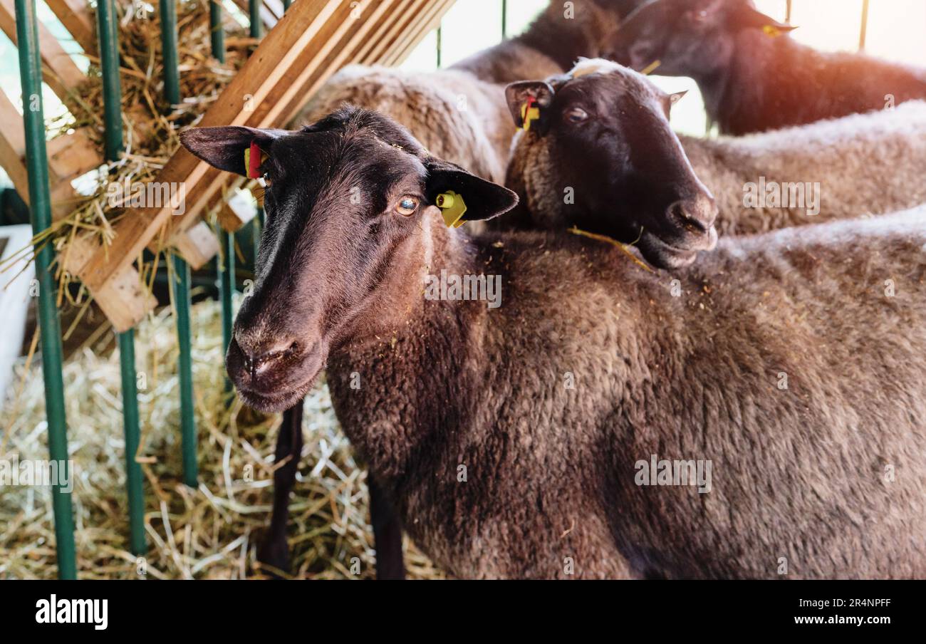 Portrait of black gray sheep at livestock. Stock Photo