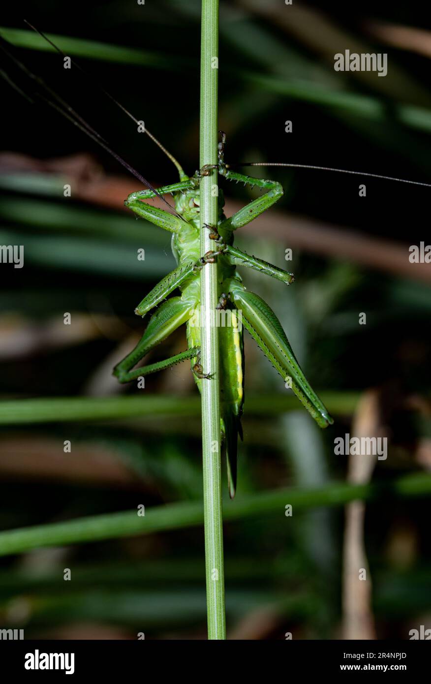 insect Green grasshopper Tettigonia clinging to a stem of grass Stock ...