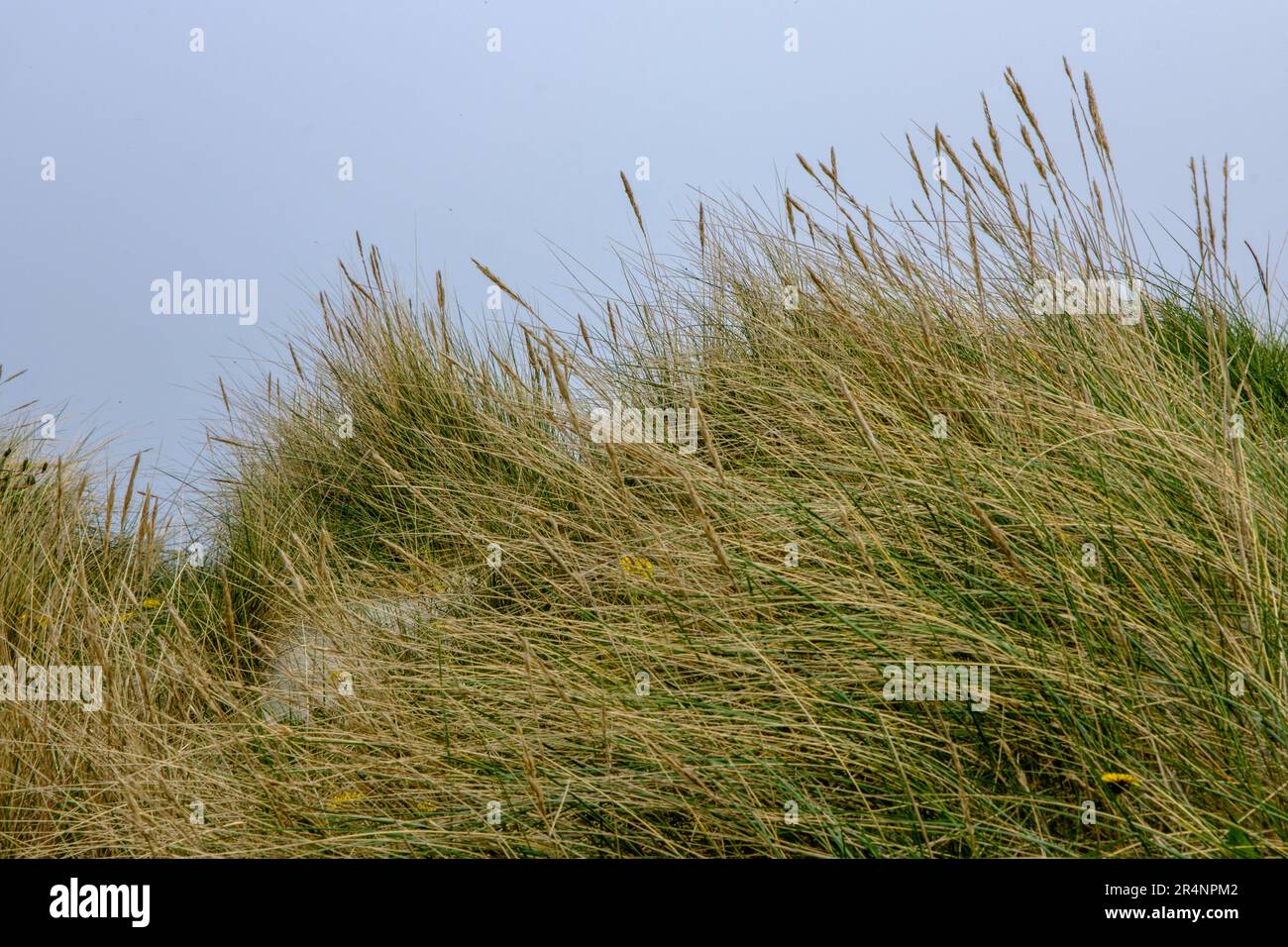 Olberg; Olbergstranden; Raege; Norway; May 20 2023, Long Grass Covered Natural Sand Dunes Protecting Againg Coastal Erosion With No People Stock Photo