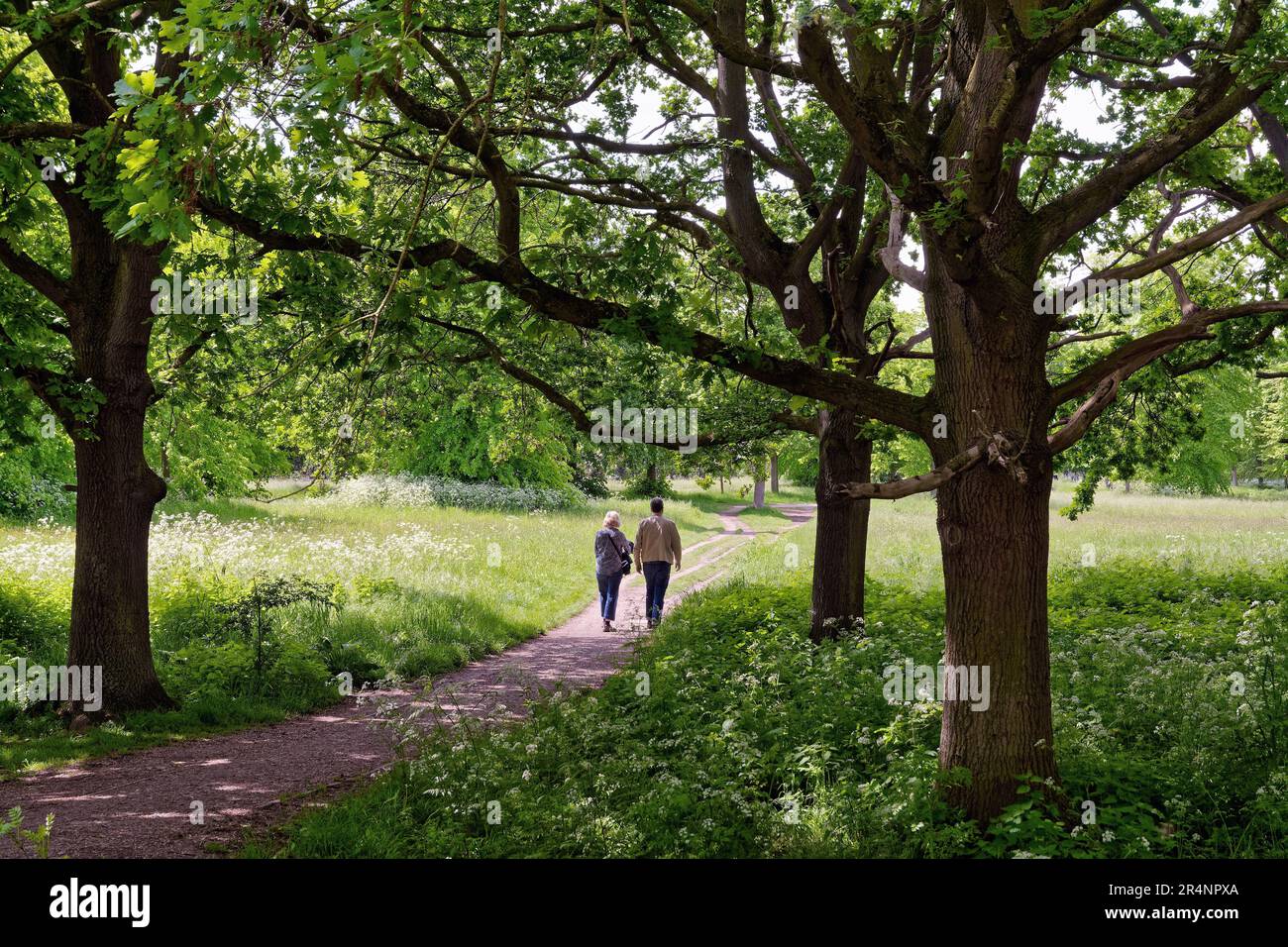 Middle aged couple walking on a wooded countryside path on a hot summers day, Ham Richmond Greater London England UK Stock Photo