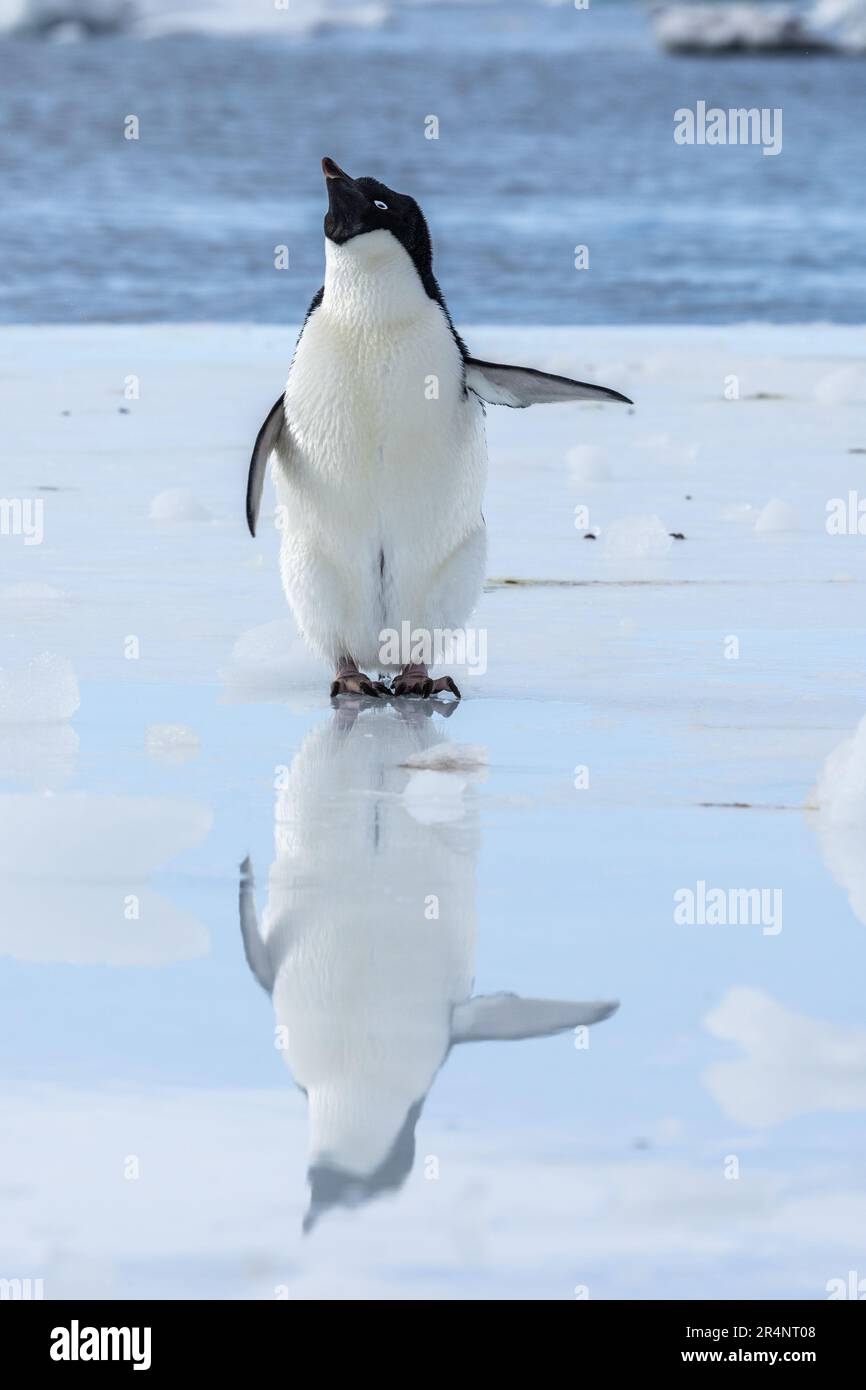 Adelie Penguin & Reflection in Puddle, Cape Crozier, Ross Island, Ross Sea, Antarctica Stock Photo