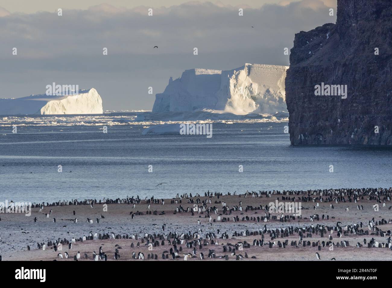 Adelie Penguins at Rookery, Cape Adare, Antarctica Stock Photo