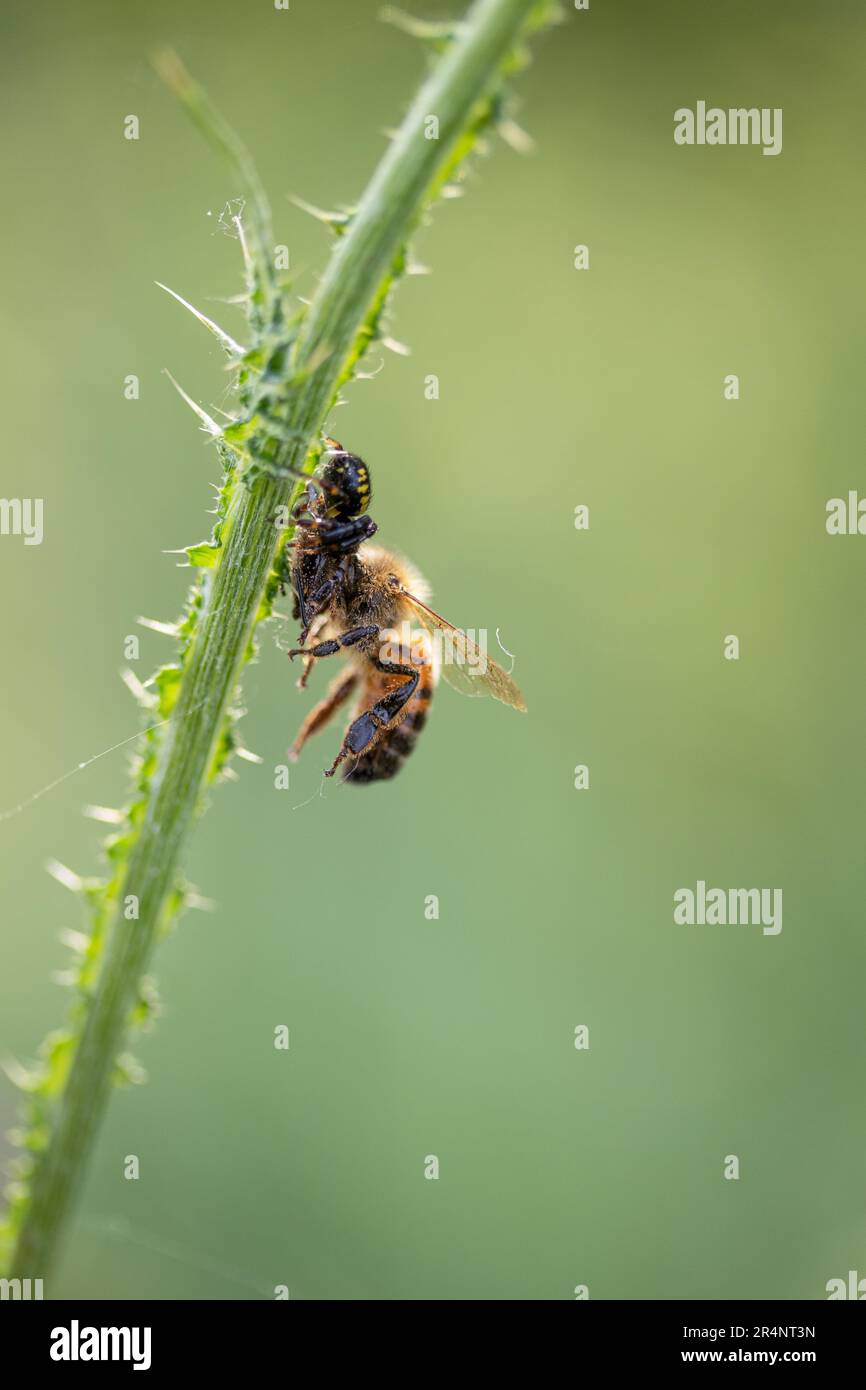 The wasp spider is eating a bee Stock Photo