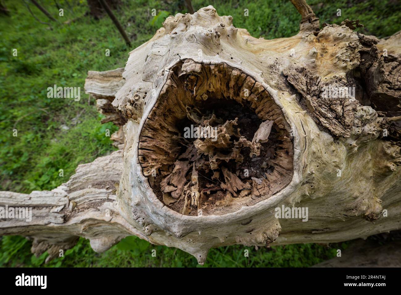 Dead hollow tree, view to a hole from lost bough in old, dry, barkless