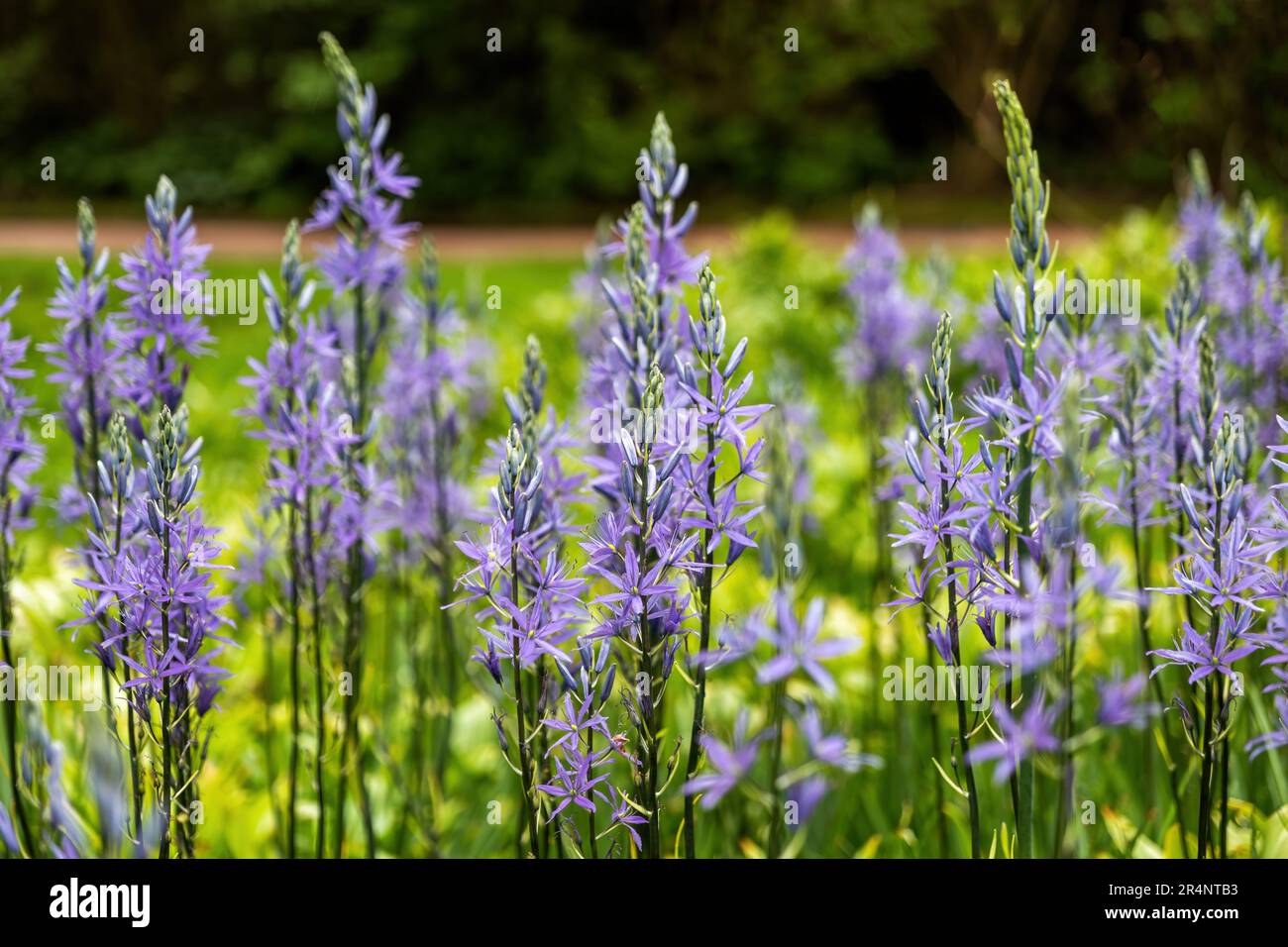 Camassia leichtlinii blooming flowers - the great camas or large camas, plants in the family Asparagaceae, herbaceous perennial native to western Nort Stock Photo