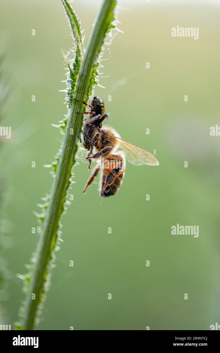 The wasp spider is eating a bee Stock Photo