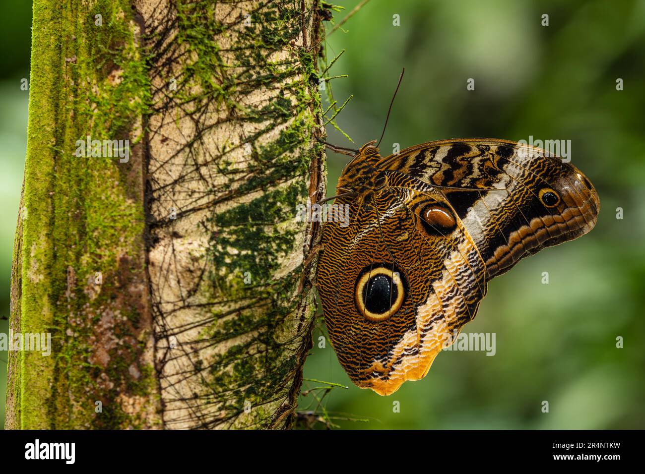 Giant owl butterfly  - Caligo memnon, beautiful large butterfly from Central America forests, Mexico. Stock Photo