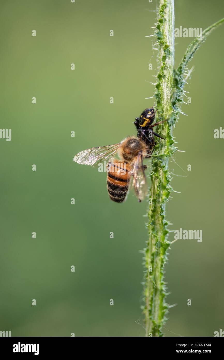 The wasp spider is eating a bee Stock Photo