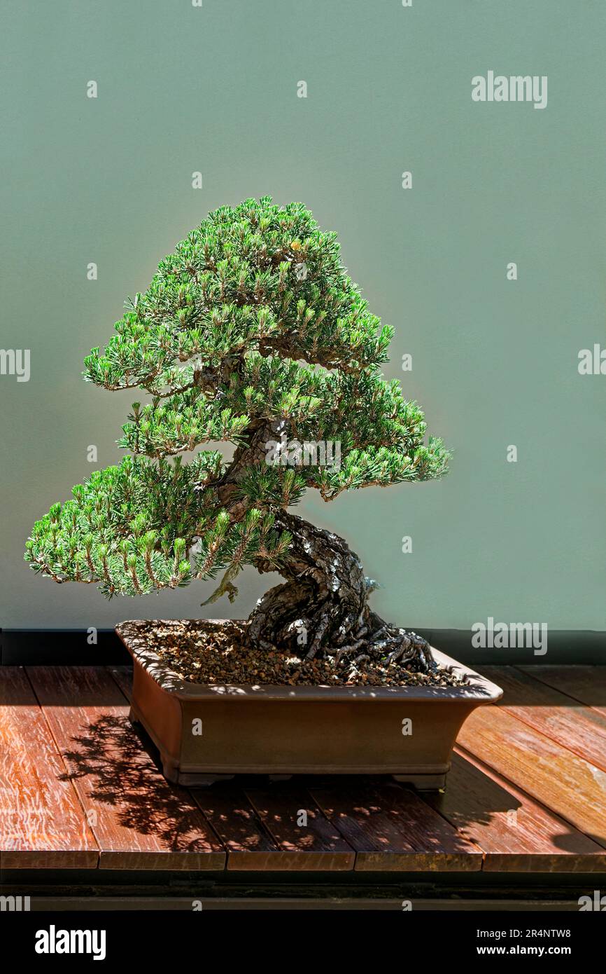Japanese Black Pine,Pinus thumbergu, bonsai, training, skill, dwarf tree, derived from ancient Chinese practice, Zen Buddhist, peace, tranquility, Stock Photo