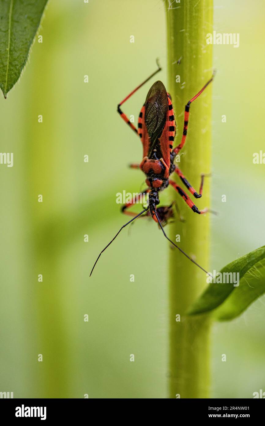 Killer bug hi res stock photography and images Alamy