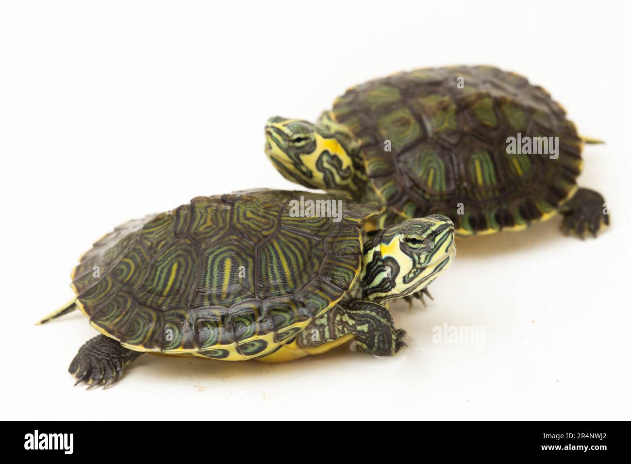 The yellow-bellied slider turtle (Trachemys scripta scripta) isolated on white background Stock Photo