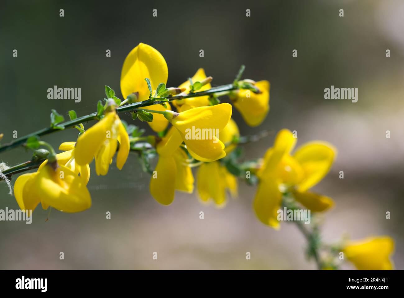 Cytisus scoparius, common broom spring yellow flowers closeup selective focus Stock Photo