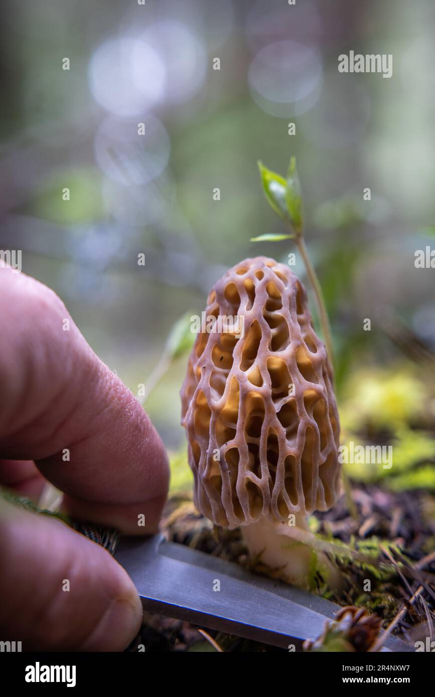 Fresh Morels Harvesting fresh morel mushrooms in the forest with a small sharp knife ...