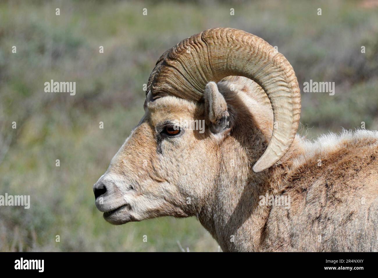 Close up of a bighorn sheep, Ovis canadensis, near Grand Teton National Park Stock Photo