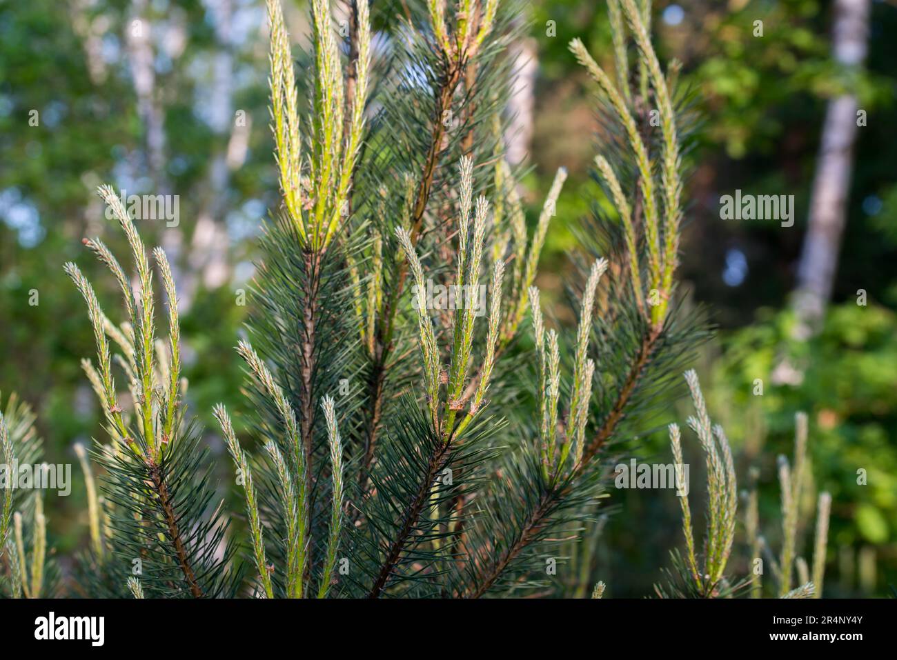 young spring pine shoots closeup selective focus Stock Photo