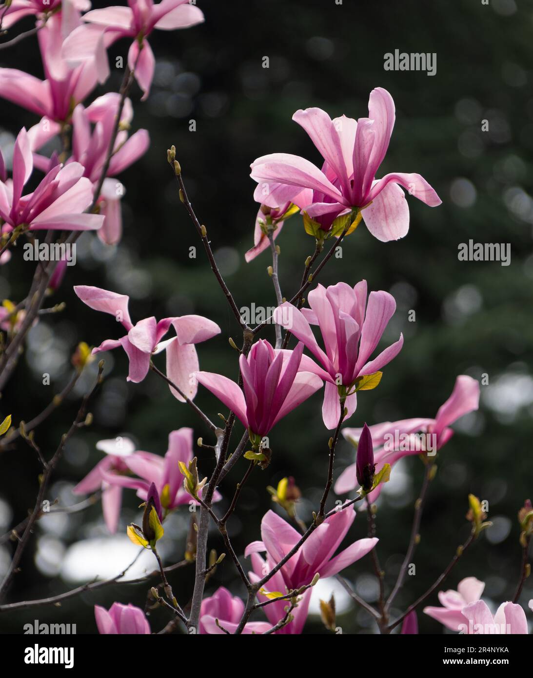 Pink magnolia liliflora flowers. Woody orchid tree in full bloom ...